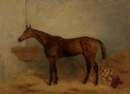 Isonomy, a bay colt in a stall
