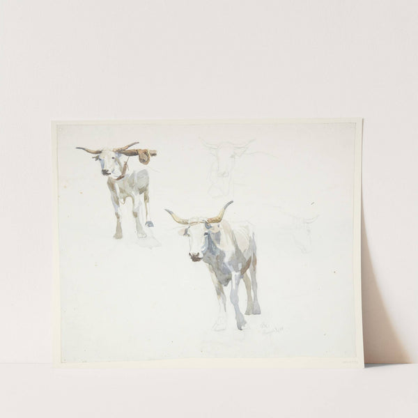 Italienske okser Popeji by Peter Hansen