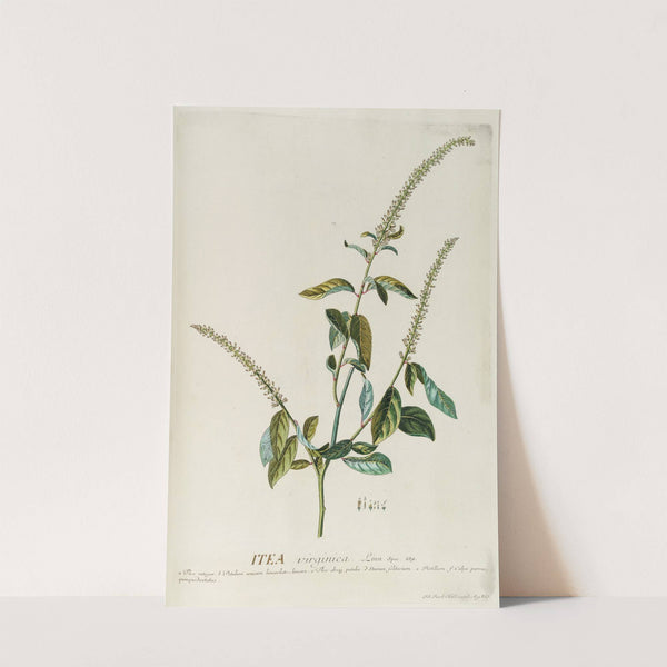 Itea by Georg Dionysius Ehret