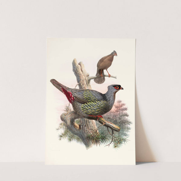 Ithaginis Geoffroyi. by Joseph Smit