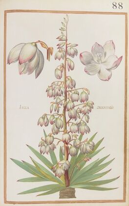 Iucca orientalis (1624)