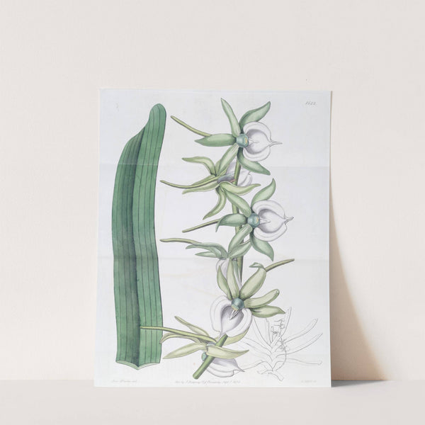 Ivory Angraecum by Sydenham Edwards