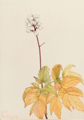 Group of Flowers (1881)