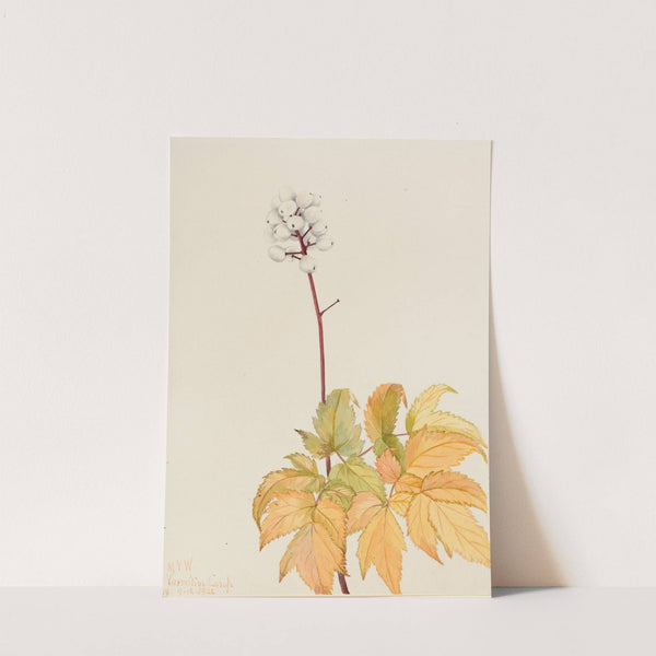 Ivory Baneberry (Actaea arguta) (1922) by Mary Vaux Walcott