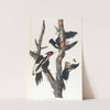 Ivory-billed woodpecker by John James Audubon