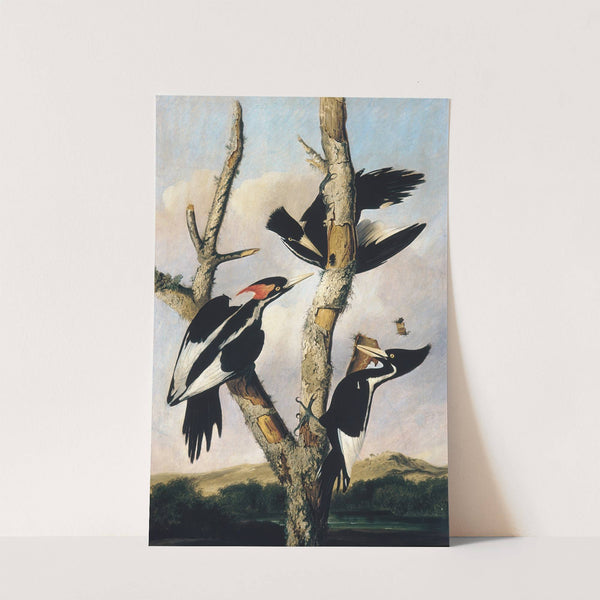 Ivory-billed Woodpeckers by Joseph Bartholomew Kidd