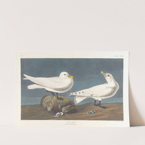 Ivory gull by John James Audubon