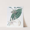 Ivory-lipped Stanhopea by Sydenham Edwards