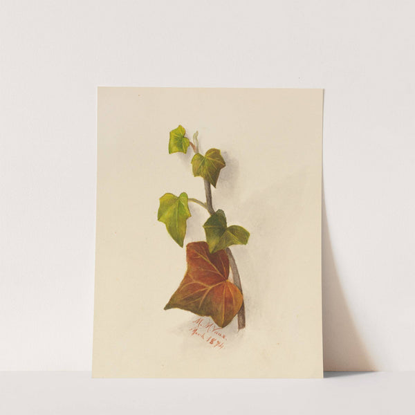 Ivy (1874) by Mary Vaux Walcott