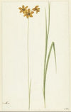 Ixia