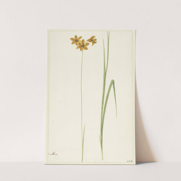 Ixia by Cornelis van Noorde