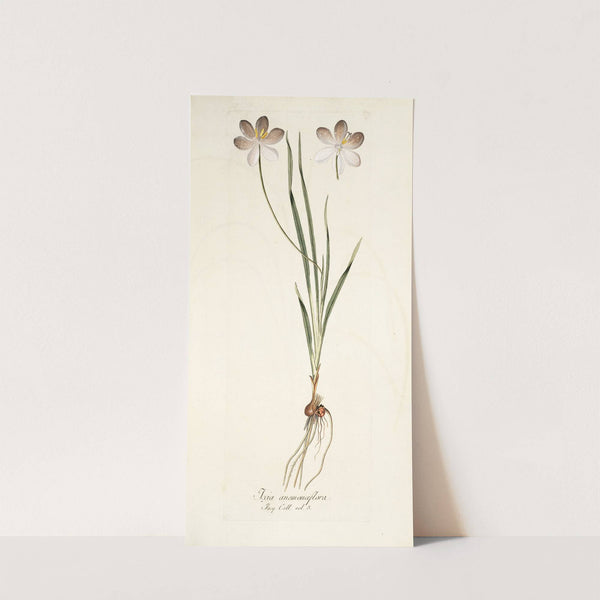 Ixia aneaionaeflora by Nikolaus Joseph Freiherr von Jacquin