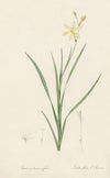 Ixia anemonae flora (1802-1816)