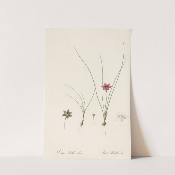 Ixia bulbocodium (1802-1816) by Pierre Joseph Redouté