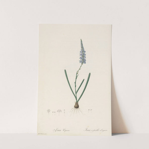 Ixia cepacea (1802-1816) by Pierre Joseph Redouté