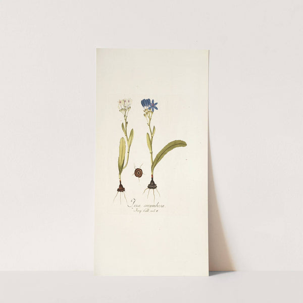 Ixia corymbosa by Nikolaus Joseph Freiherr von Jacquin