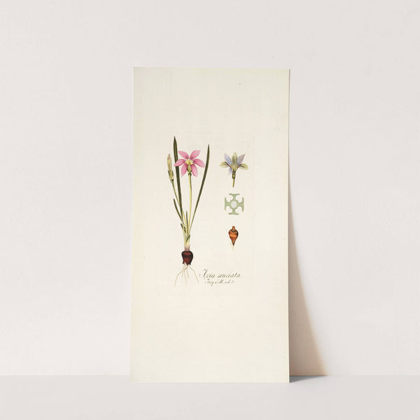 Ixia cruciata by Nikolaus Joseph Freiherr von Jacquin