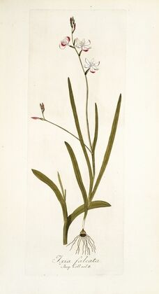 Ixia falcata