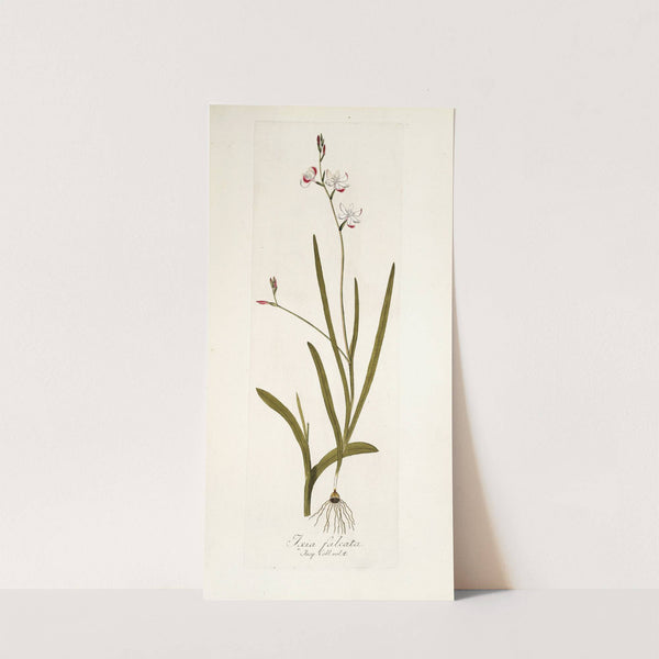 Ixia falcata by Nikolaus Joseph Freiherr von Jacquin
