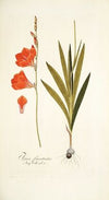 Ixia fenestrata
