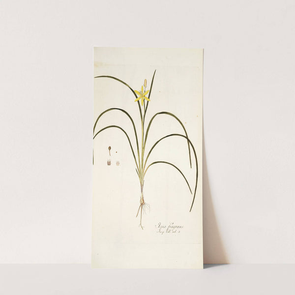 Ixia fragrans by Nikolaus Joseph Freiherr von Jacquin