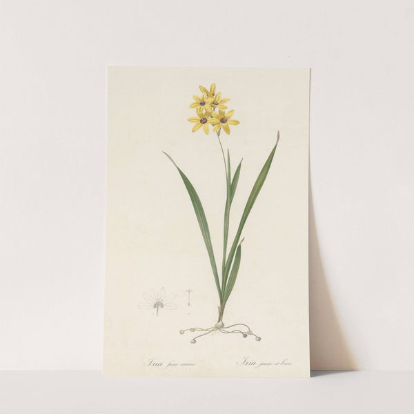 Ixia fusco-citrina (1802-1816) by Pierre Joseph Redouté