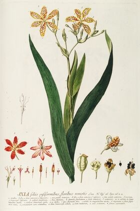 Ixia