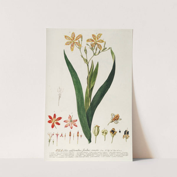 Ixia by Georg Dionysius Ehret