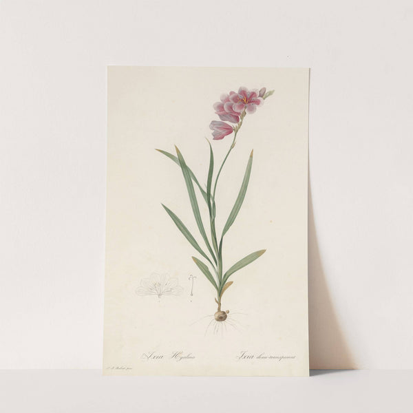 Ixia hyalina (1802-1816) by Pierre Joseph Redouté