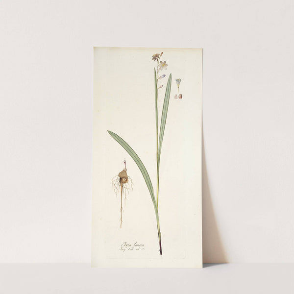 Ixia lancea by Nikolaus Joseph Freiherr von Jacquin