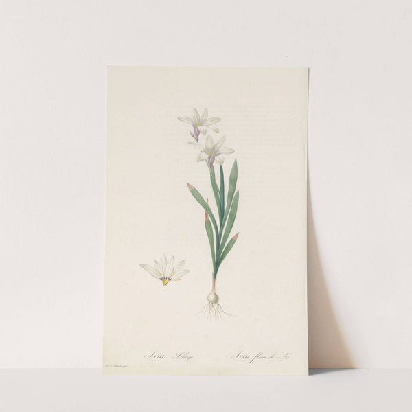Ixia Liliago (1802-1816) by Pierre Joseph Redouté