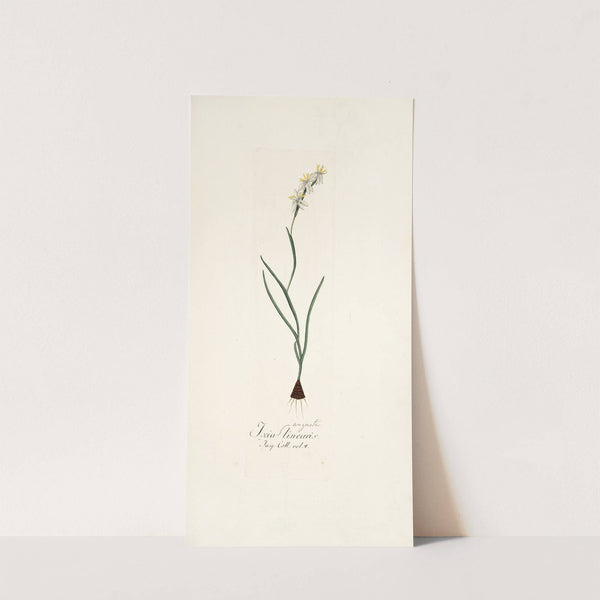 Ixia linearis by Nikolaus Joseph Freiherr von Jacquin