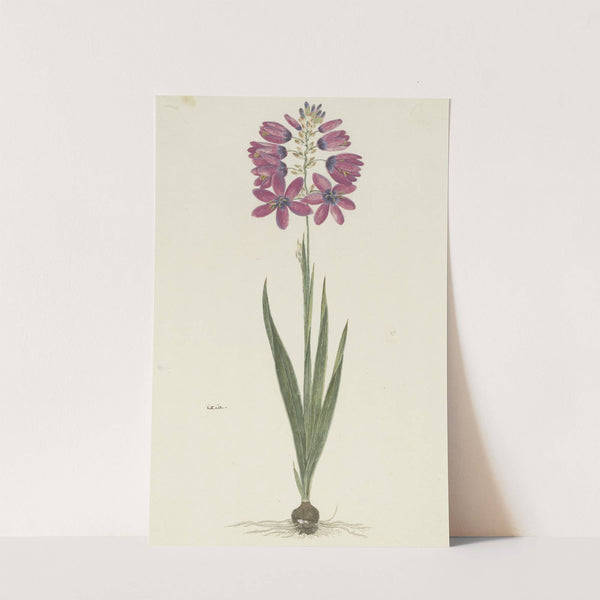 Ixia lutea Eckl. var. ovata. by Robert Jacob Gordon