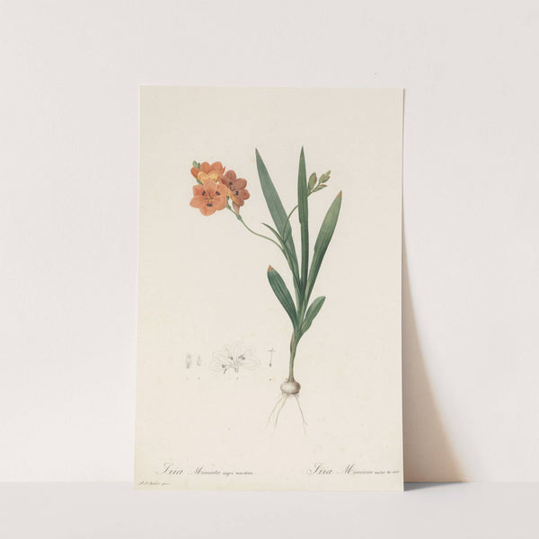 Ixia miniata (1802-1816) by Pierre Joseph Redouté