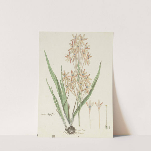 Ixia paniculata D. Delaroche by Robert Jacob Gordon