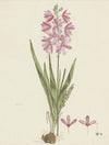 Ixia patens Aiton