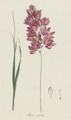 Ixia patens Aiton