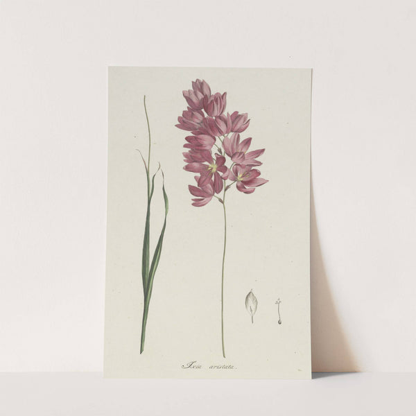 Ixia patens Aiton by Hendrik Schwegman