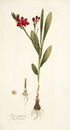 Ixia punicea
