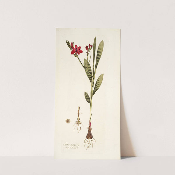 Ixia punicea by Nikolaus Joseph Freiherr von Jacquin