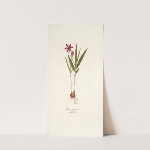 Ixia purpurea by Nikolaus Joseph Freiherr von Jacquin