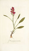 Ixia purpurea varietas