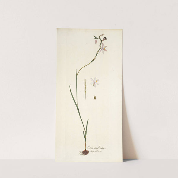 Ixia radiata by Nikolaus Joseph Freiherr von Jacquin