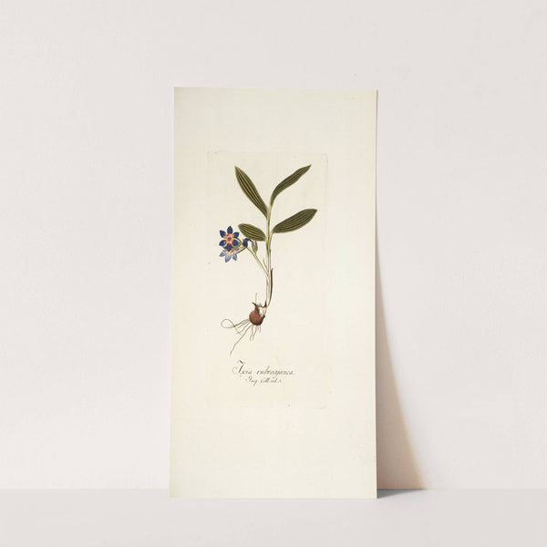 Ixia rubrocyanea by Nikolaus Joseph Freiherr von Jacquin