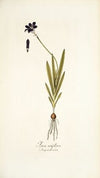 Ixia uniflora