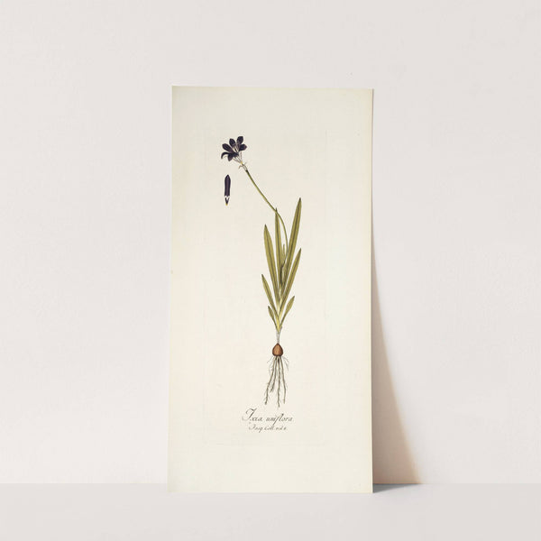 Ixia uniflora by Nikolaus Joseph Freiherr von Jacquin