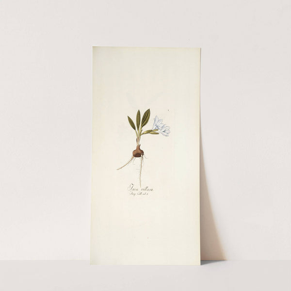 Ixia villosa by Nikolaus Joseph Freiherr von Jacquin