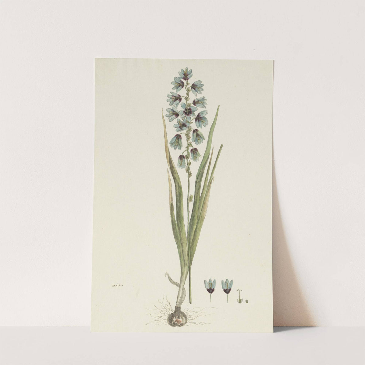 Ixia viridiflora Lam. (1777 - 1786) by Robert Jacob Gordon