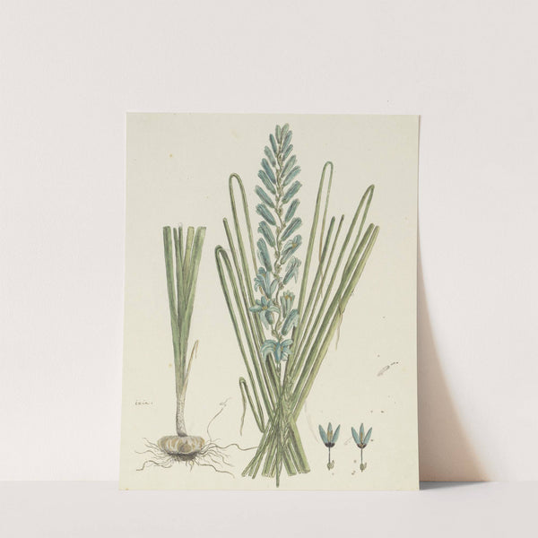 Ixia viridiflora Larn. (Turqoise ixia) by Robert Jacob Gordon