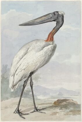 Jabiroe (Jabiroe mycteria)